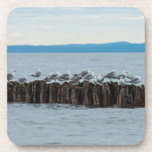 Seagull Breaktime Coaster