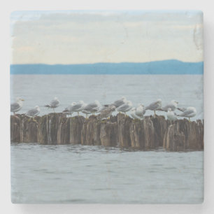 Seagull Breaktime Stone Coaster