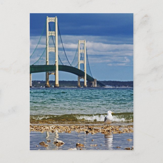Seagull by Mackinac Bridge Postcard (Front)