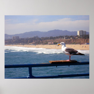 Seagull by Santa Monica Beach Poster