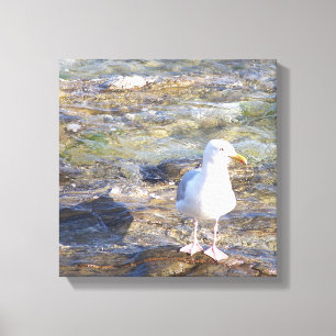 seagull canvas print