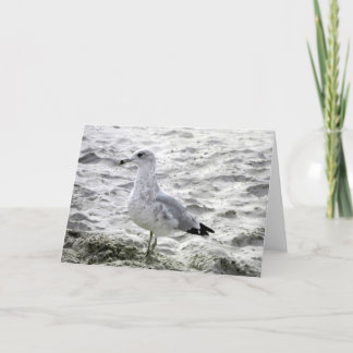 SEAGULL Card