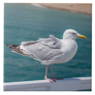 Seagull ceramic photo tile