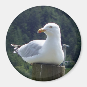 Seagull Circle Flexible Photo Magnet