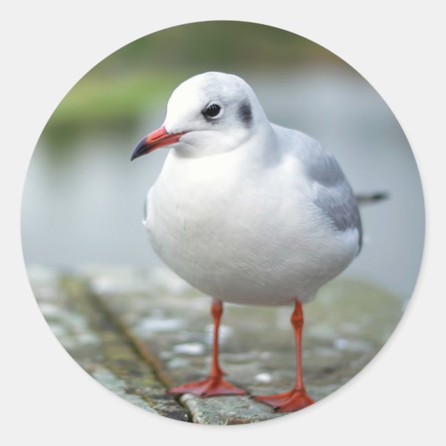 Seagull Classic Round Sticker (Front)
