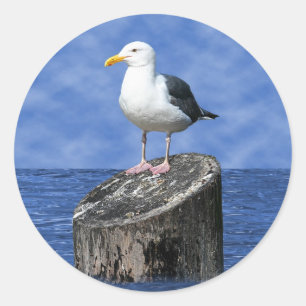 SEAGULL CLASSIC ROUND STICKER
