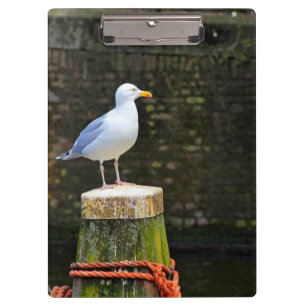 Seagull Clipboard