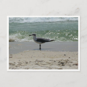 Seagull – Coastal Wildlife Photography Postcard