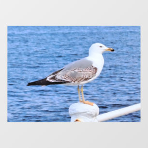Seagull Constanta Romania – Black Sea Photography