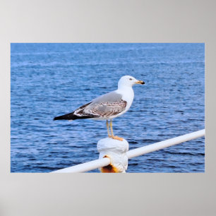 Seagull Constanta Romania – Black Sea Photography Poster