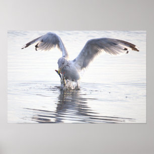 Seagull Crab Fishing Photo Poster