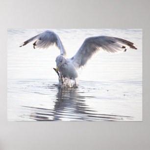 Seagull Crab Fishing Photo Poster