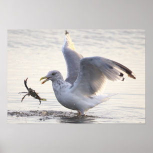 Seagull Crab Fishing Photo Poster