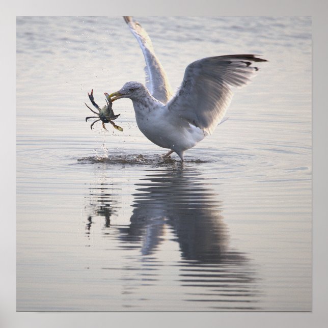 Seagull Crab Fishing Photo Poster (Front)