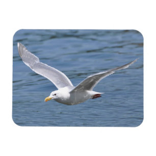 Seagull Cruising over Water Magnet