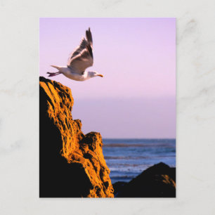 Seagull Departs Postcard