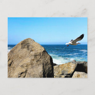 Seagull Departs Postcard