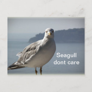 Seagull don`t care postcard