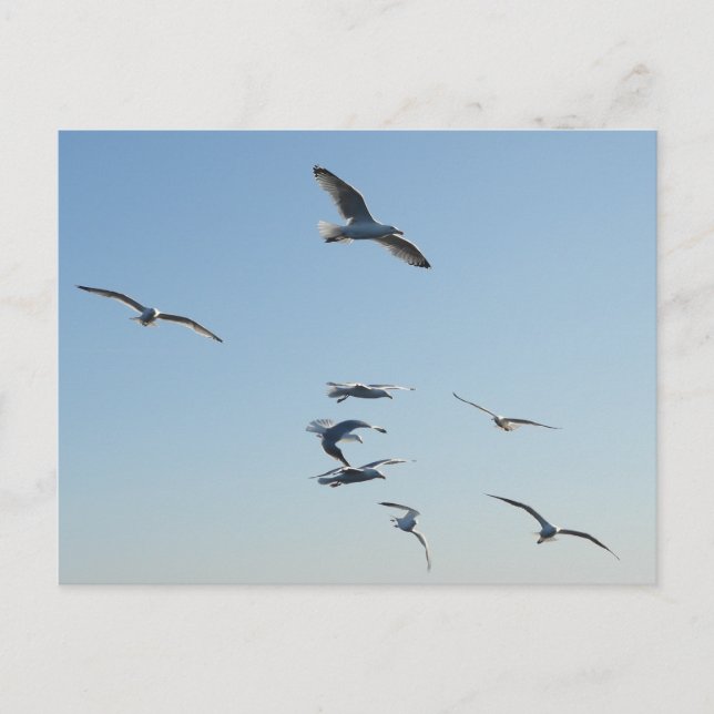  Seagull Flying Holiday Postcard (Front)