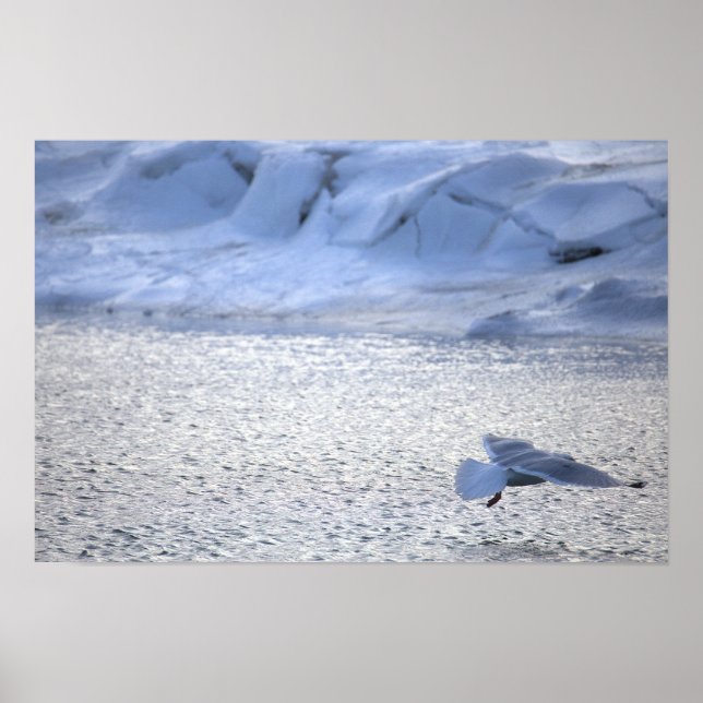 Seagull Flying in Winter Poster (Front)