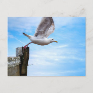 Seagull flying off a boat postcard