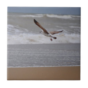 Seagull Flying over Beach towards Ocean Tile