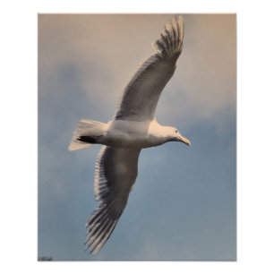 Seagull flying Photo Enlargement