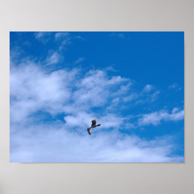 Seagull flying poster (Front)