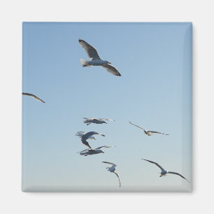 Seagull Flying Square Magnet