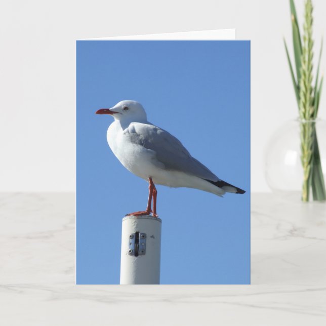 Seagull Greeting Card (Front)