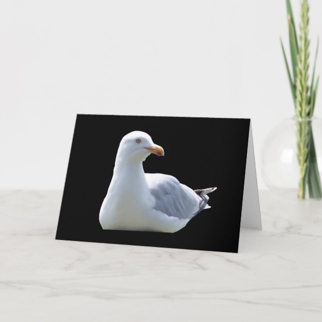 Seagull Greetings Card – Coastal Seagull Bird  (Front)