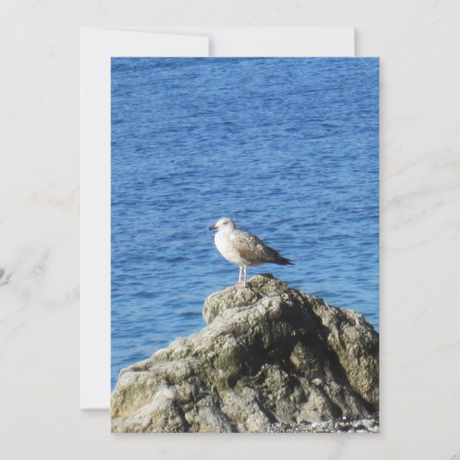 Seagull Holiday Card (Front)