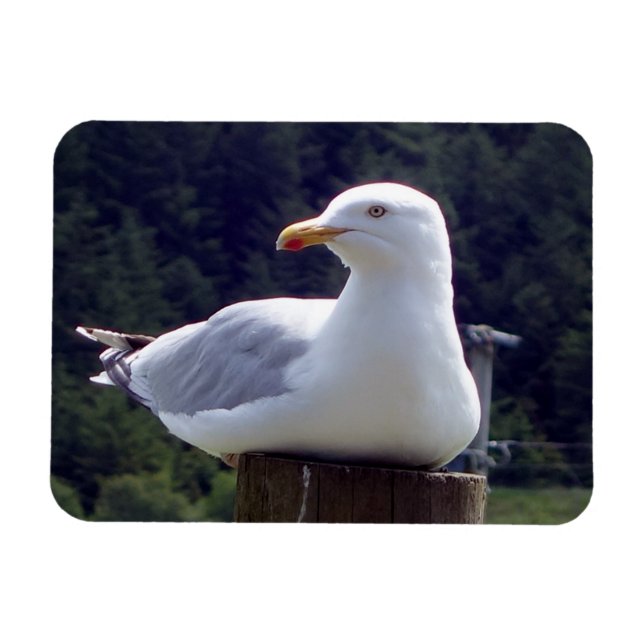 Seagull Horizontal Flexible Photo Magnet (Horizontal)