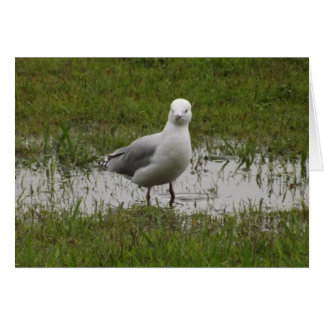 Seagull in a Puddle