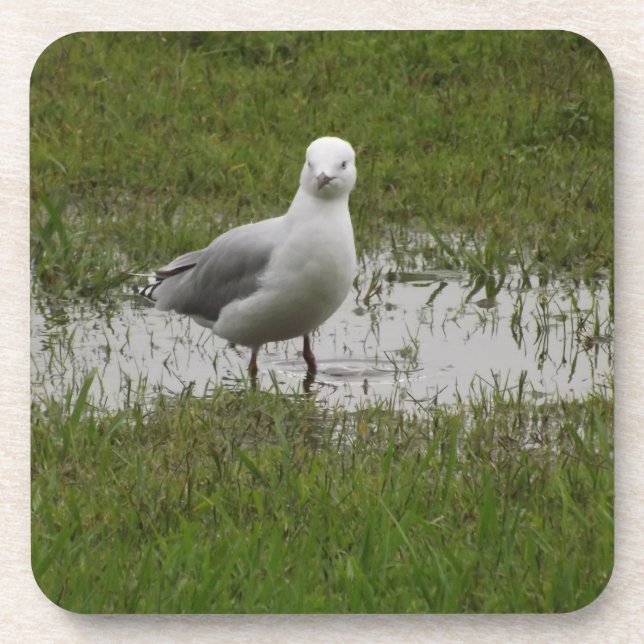 Seagull in a Puddle Coaster (Front)