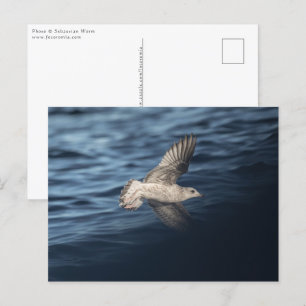 Seagull in Flight Postcard