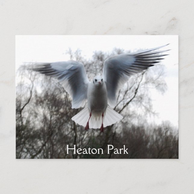 Seagull in Flight Postcard (Front)