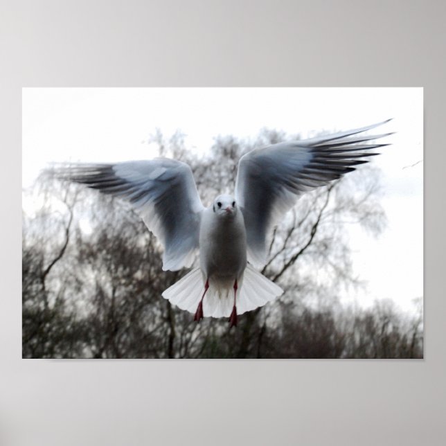 Seagull in Flight Poster (Front)