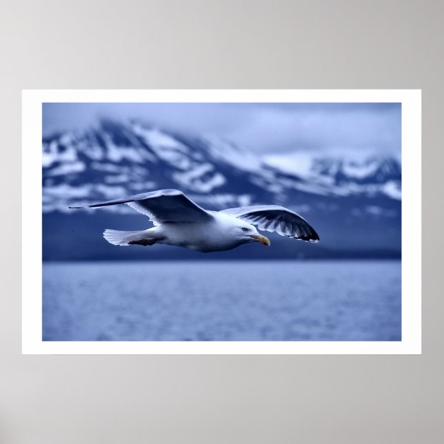 Seagull In Flight Wildlife Art Poster (Front)