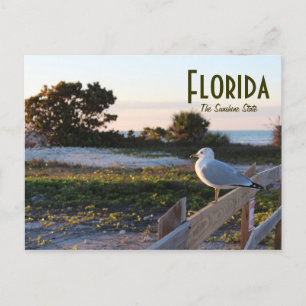 Seagull in Florida Sunshine State Honeymoon island Postcard