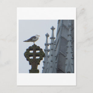 Seagull in Glasgow Postcard