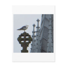 Seagull in Glasgow
