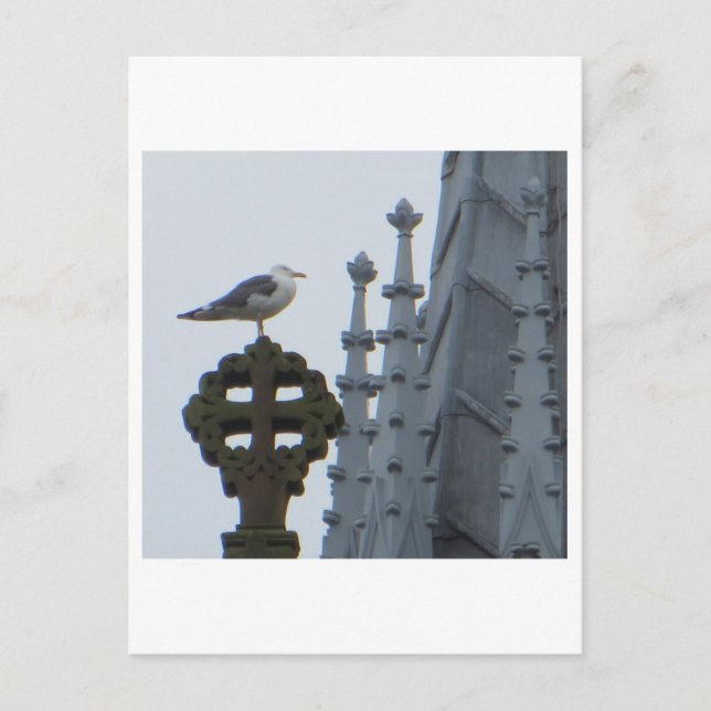 Seagull in Glasgow Postcard (Front)