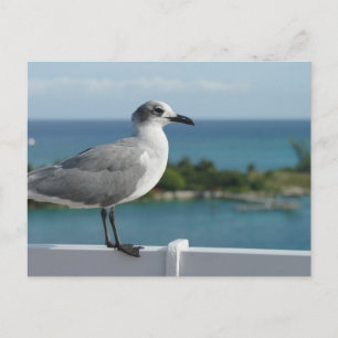 Seagull In Paradise Postcard