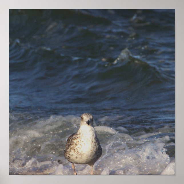 Seagull in the Ocean Poster (Front)