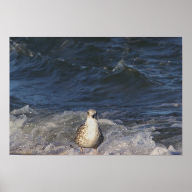 Seagull in the Ocean Poster (Front)