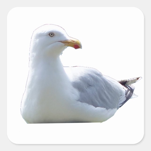 Seagull in Tranquil Pose – Ocean Bird Wildlife Art Square Sticker (Front)