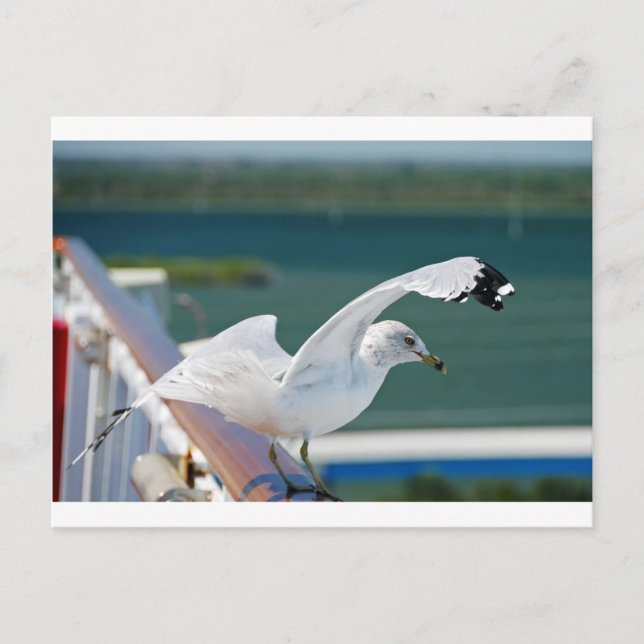 Seagull.JPG Postcard (Front)