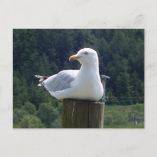 Seagull Laying Down Holiday Postcard