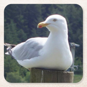 Seagull Laying Down on Fence Post Coaster